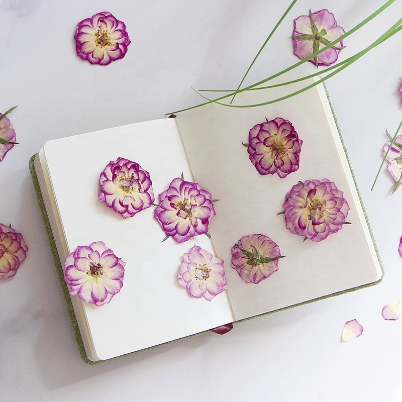 12pcs/bag Rose Graded Pink Pressed Flowers