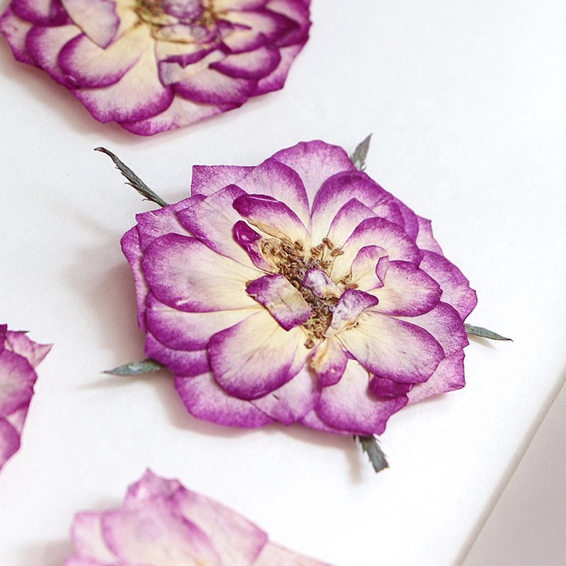 12pcs/bag Rose Graded Pink Pressed Flowers