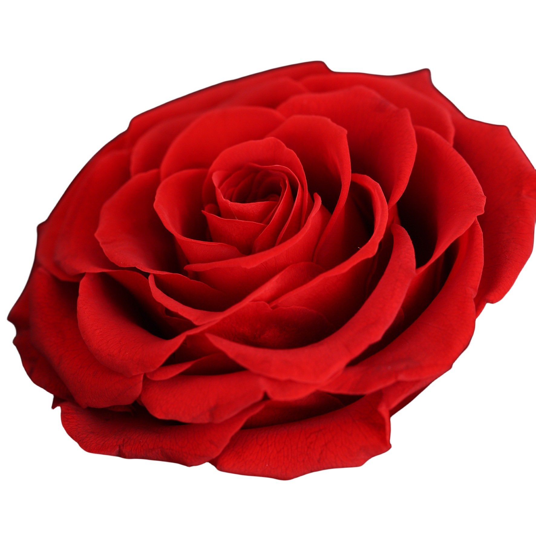 Christmas Valentines Day Gift Preserved Rose Flower Long Lasting Rose With Jewelry Acrylic Box Preserved Eternal Rose