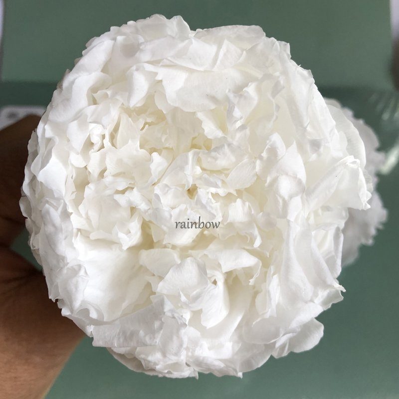 Wholesale High Quality Real True Peony Flower Real Touch Peonies flowers single white pink preserved peony flowers