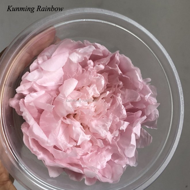 Wholesale High Quality Real True Peony Flower Real Touch Peonies flowers single white pink preserved peony flowers