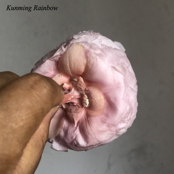Wholesale High Quality Real True Peony Flower Real Touch Peonies flowers single white pink preserved peony flowers