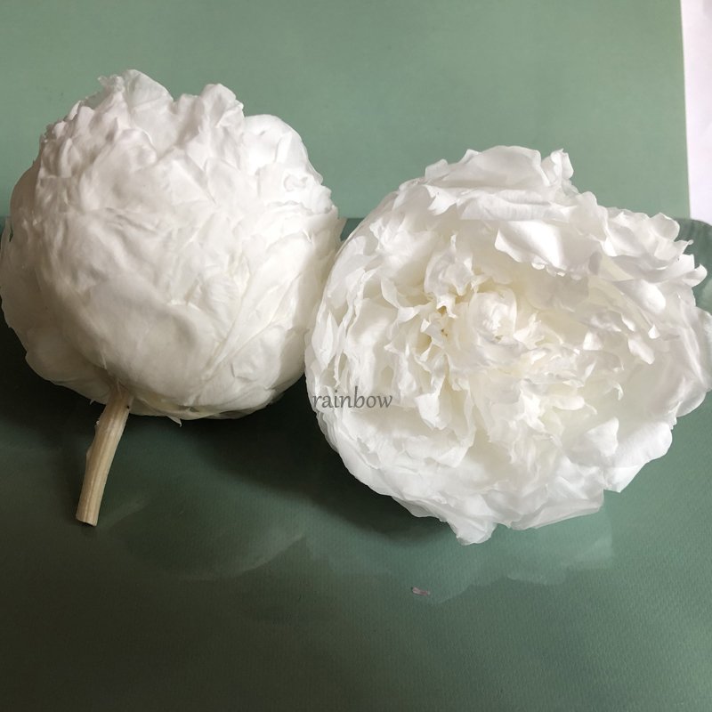 Wholesale High Quality Real True Peony Flower Real Touch Peonies flowers single white pink preserved peony flowers