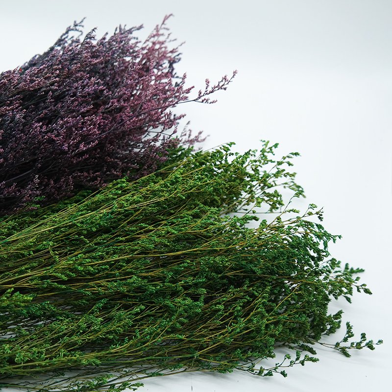 Wholesale Preserved Limoniums Preserved flowers