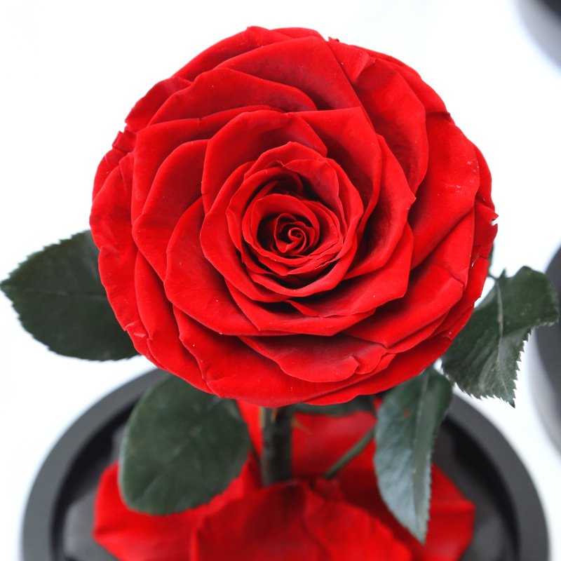 Hot selling glass dome preserved flower rose technology mini real rose in glass dome
