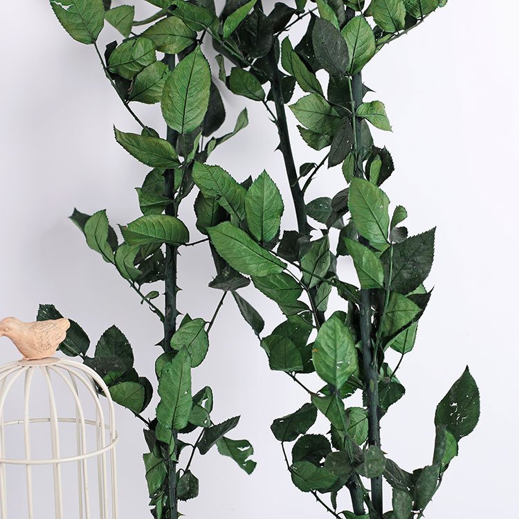 Wholesale grade A best quality natural rose length long stem eternal preserved rose stem for making preserved glass dome rose