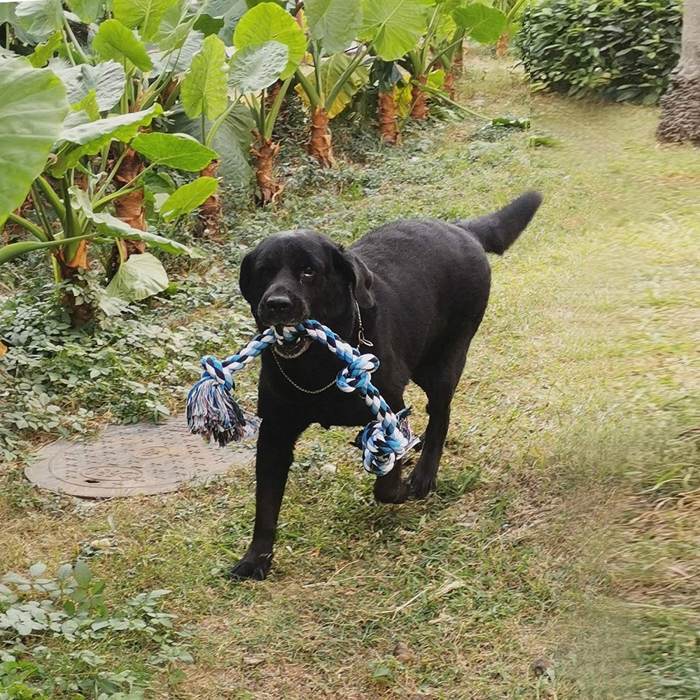 Professional Pet Training Toys Durable Dog Tug-of-war Toys Eco-friendly Cotton Rope Knot Dog Teething Chew Toy