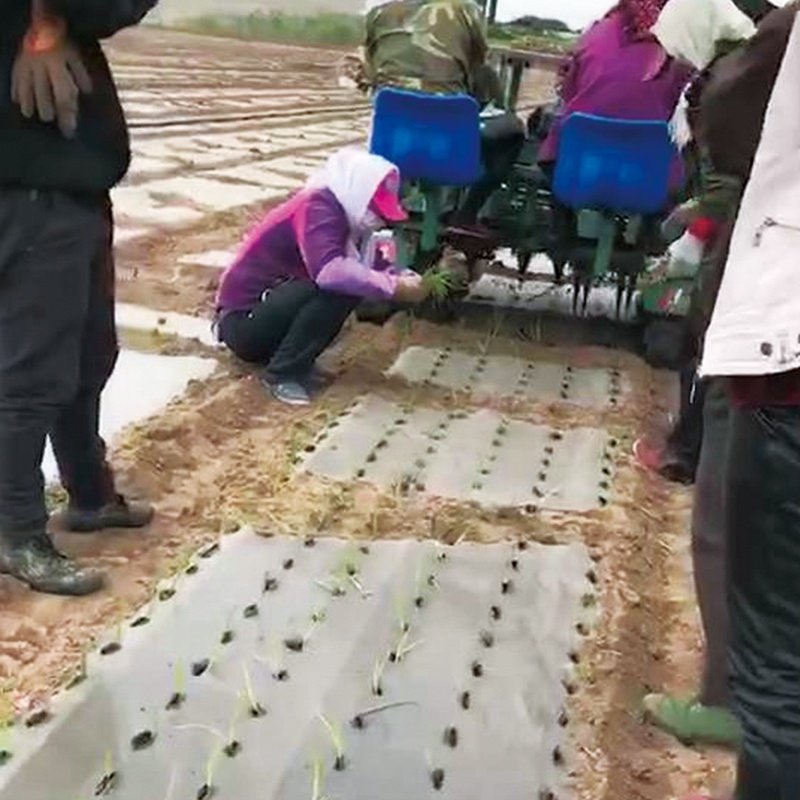 4 row traction multifunction transplanter matched wheel tractor potato seedling planting machine advanced agricultural machinery