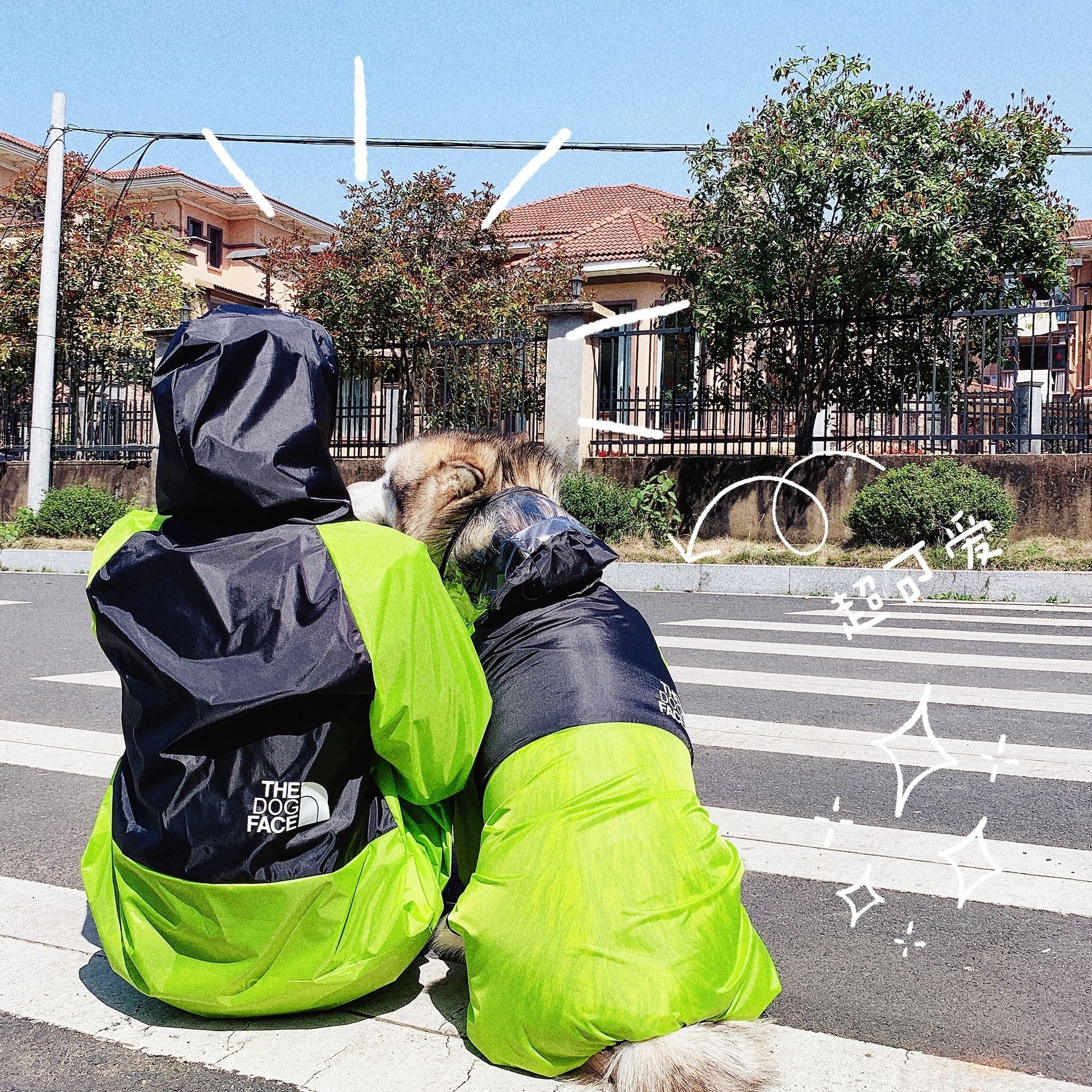 Pet and Owner Matching Raincoat Pattern Pet Couple Outfit Attire Small Medium Large Dogs Water Resistant Clothes Print Travel