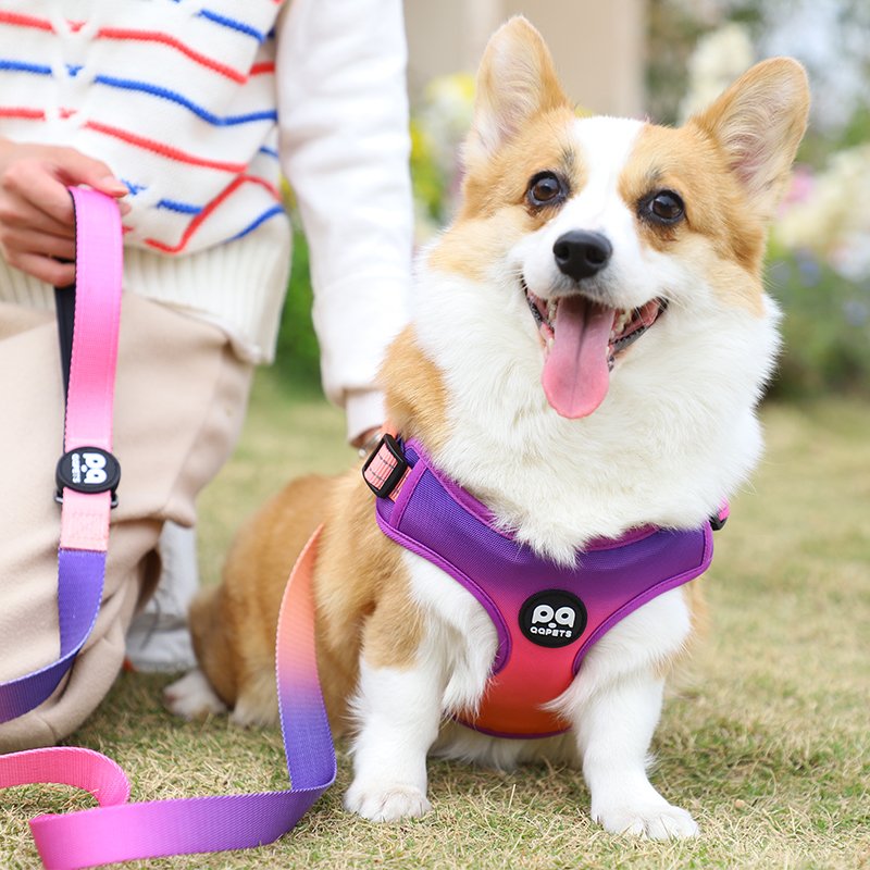 Popular Custom Design Pet Dog Harness with Matching Collar Leash Set Padding Breathable Adjustable service dog vest