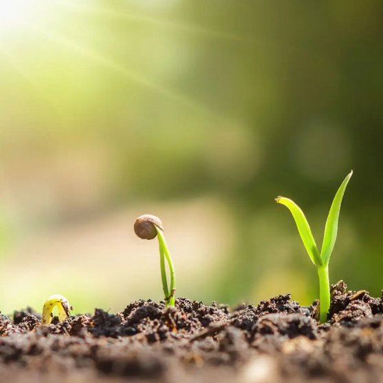 Soil Supplement Natural fertilizer Organic Top Quality Plant Fertilizer Humus Fertilizer Sundried Chicken Manure Made In Vietnam