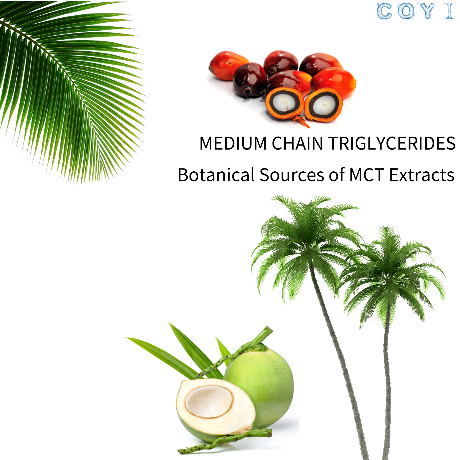 COYI Organic MCT Oil Medium Chain Triglycerides C8 C10 Boosts Metabolic Rate Promotes Fat Loss Immunity