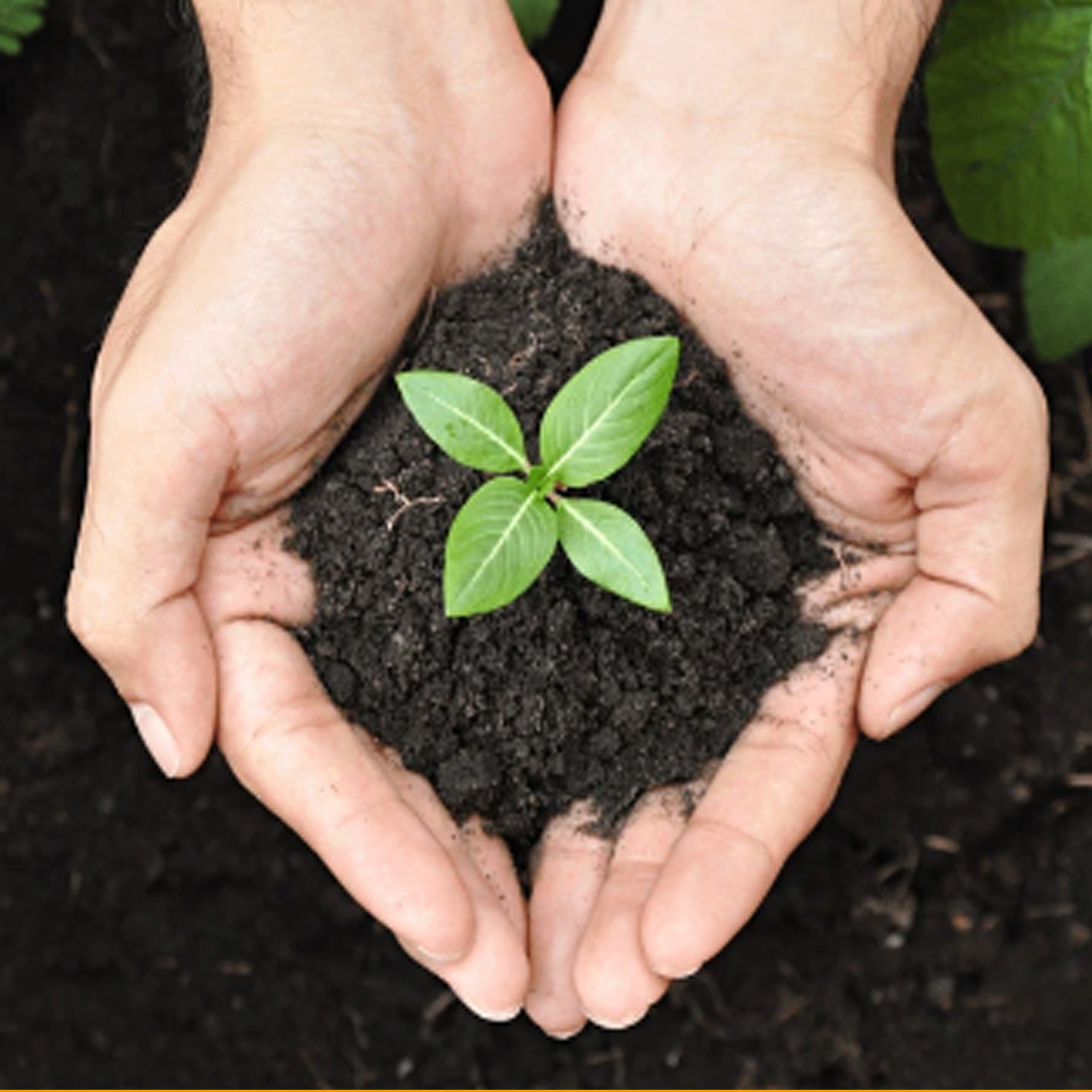 Fresh Manure Sundried Organic Plant Fertilizer Ross Humus Broiler Fertilizer from Vietnam Manufacturer in Powder State