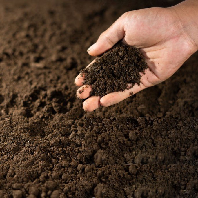 Biological Fertilizer Natural fertilizer Organic High Quality Plant Fertilizer Sundried Chicken Manure Made In Vietnam