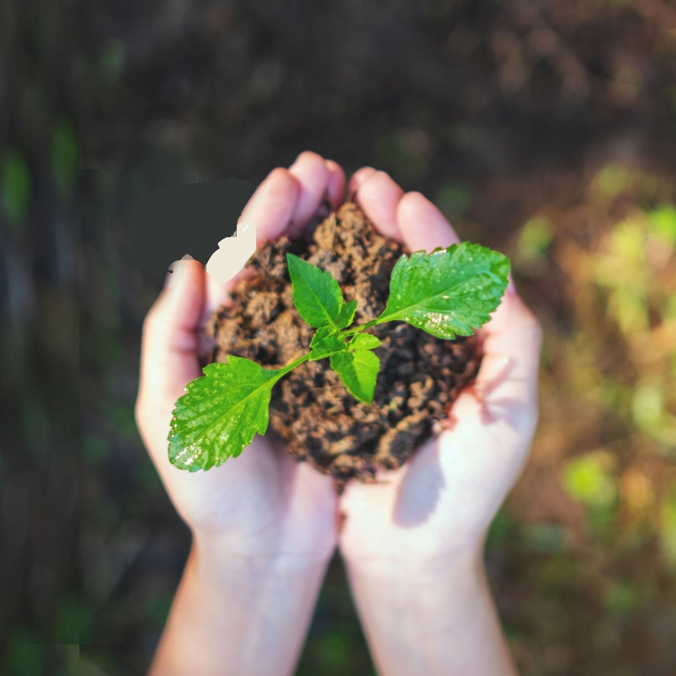 Biological Fertilizer Natural fertilizer Organic High Quality Plant Fertilizer Sundried Chicken Manure Made In Vietnam