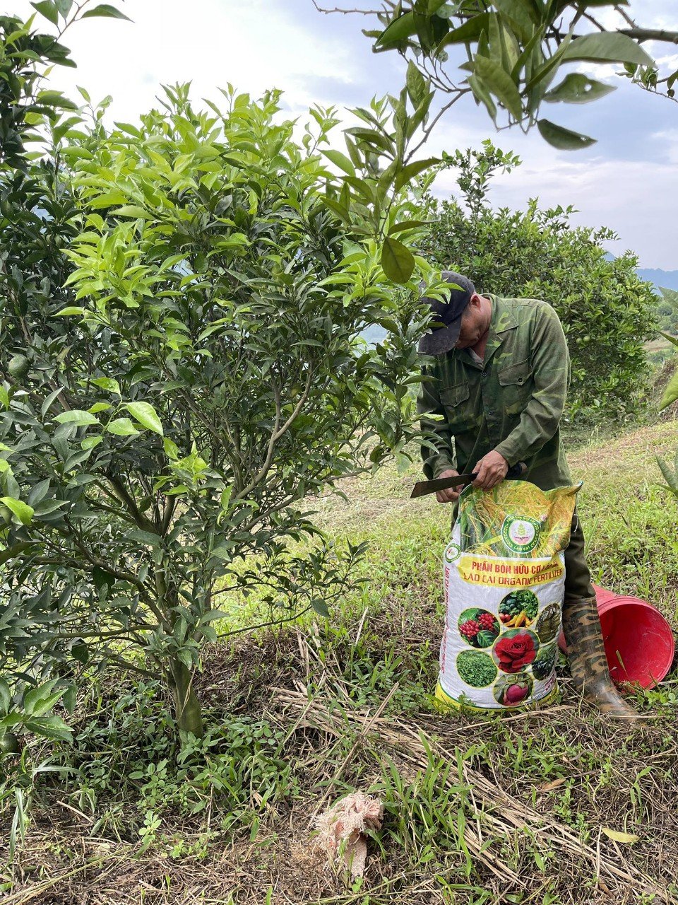 Agriculture fertilizer product Organic cow manure 100% natural matter high quality made in Vietnam