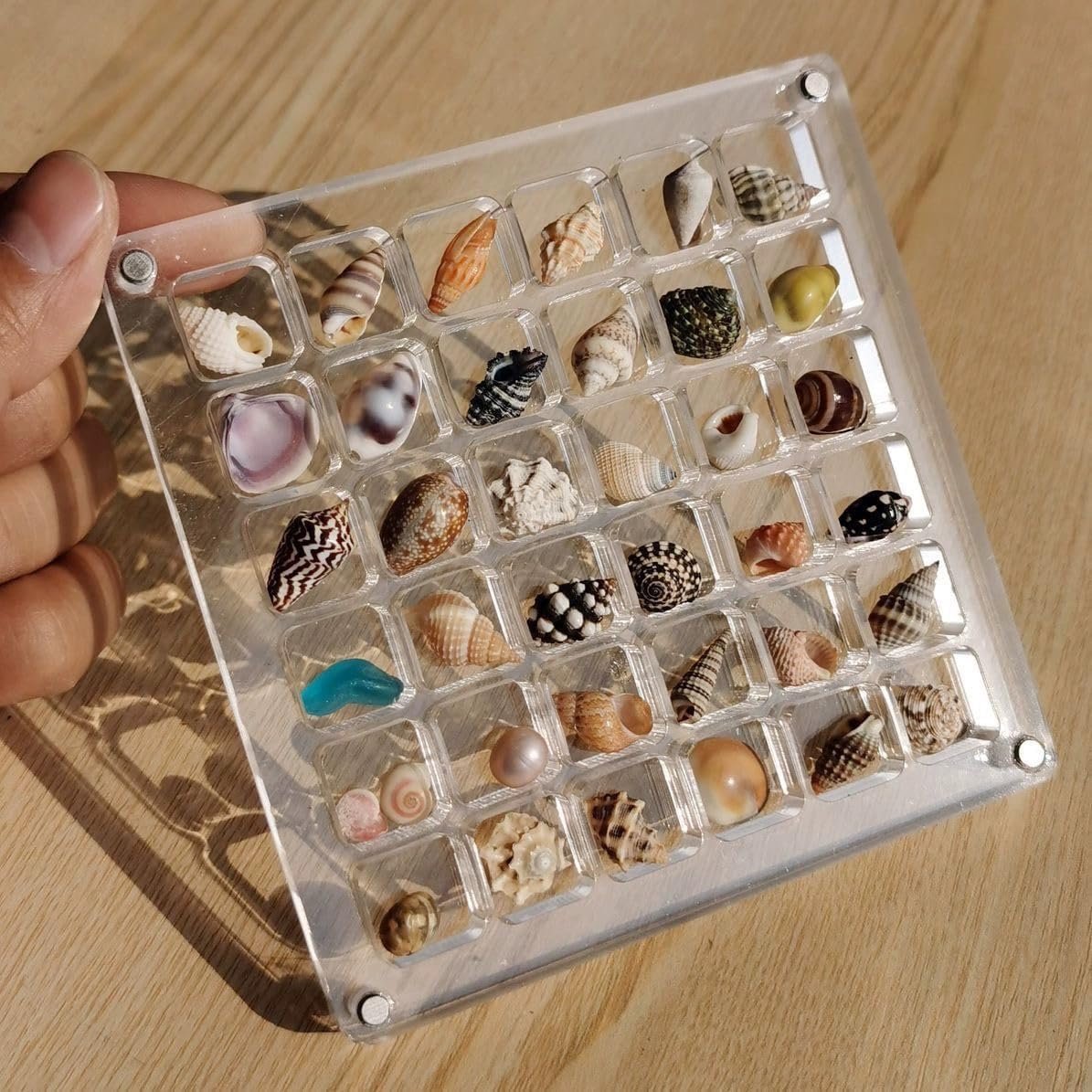 Acrylic Magnetic Small Seashell Display Box Container Case Transparent Clear Organizer Seashell Storage Box for Beach Nails Gems