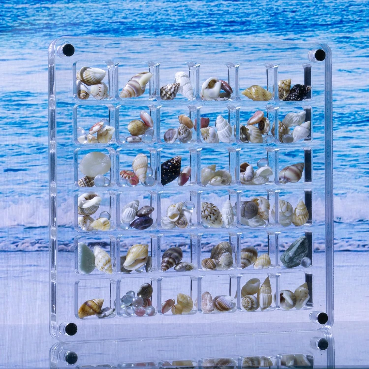 Acrylic Magnetic Small Seashell Display Box Container Case Transparent Clear Organizer Seashell Storage Box for Beach Nails Gems