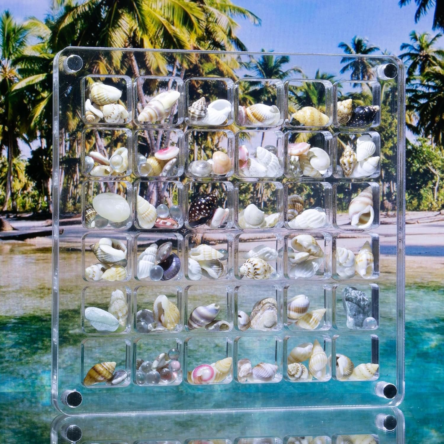 Acrylic Magnetic Small Seashell Display Box Container Case Transparent Clear Organizer Seashell Storage Box for Beach Nails Gems