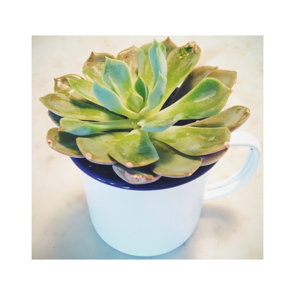 0.5mm Enamel Coated Mug Suppliers Coffee Travel Metal Wine Take Away Cups Mugs Drink Enamelware Enamel Cup Mugs Customizable