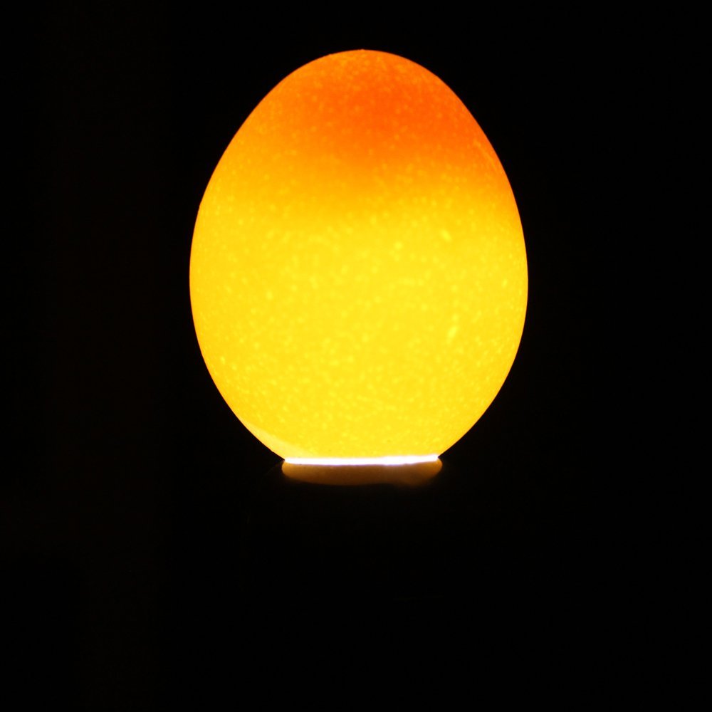 Alite LED Light Egger Tester Stainless Steel Portable Egg Candling Flashlight for Hatching Poultry Chicken Eggs