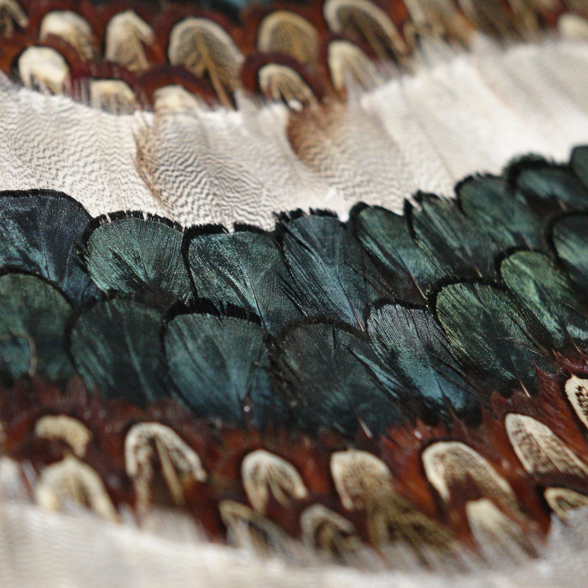 Zhenling high end wall design real natural peacock feather wallpaper for interior home wall decoration