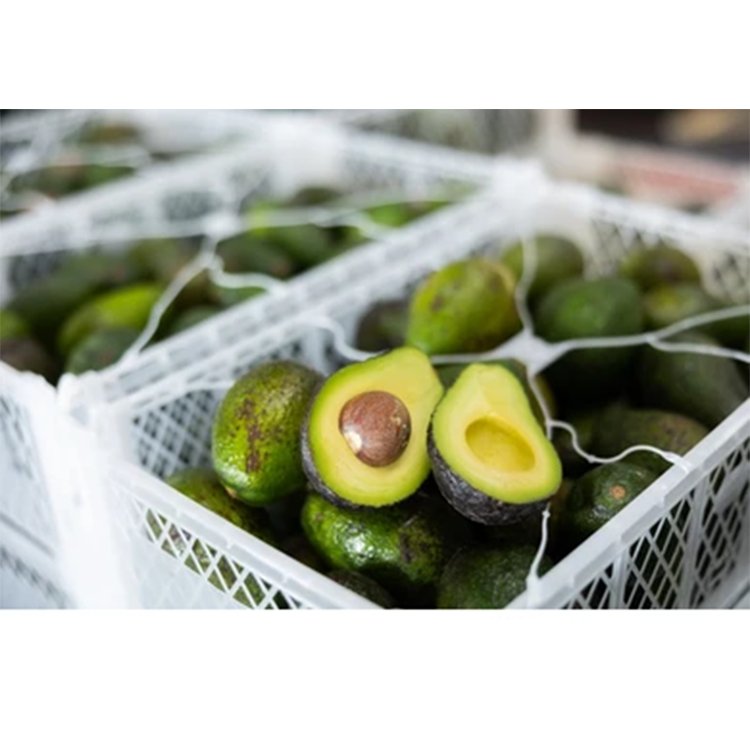 Plastic Crate Collapsible Folding Avocado Crate Plastic Foldable Basket for Furits
