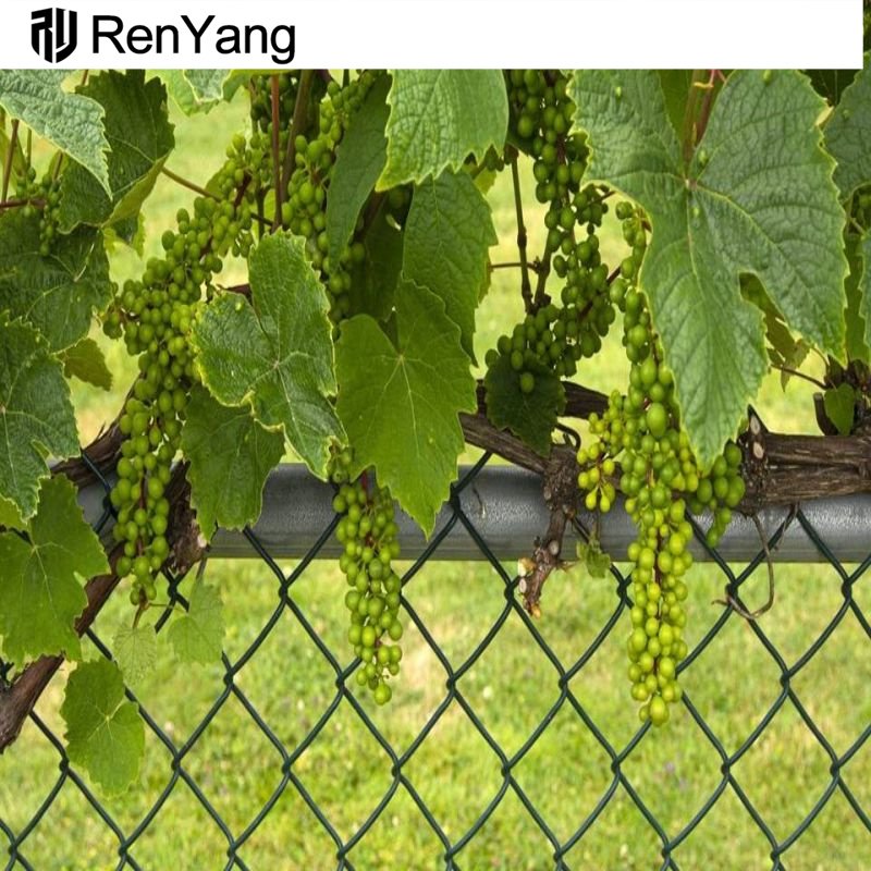 Construction Grade Mesh Chain Link rolls with PVC Coated & Galvanized for Farm Garden Sport Use