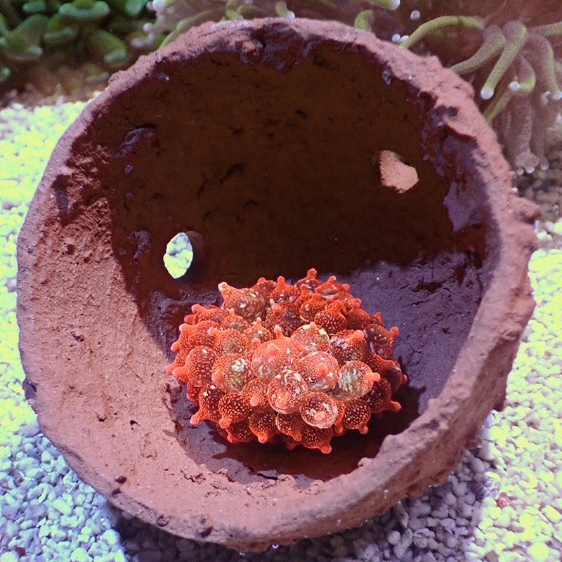 A.S. FD21-H Anemone Nest Hot selling Coral House Fish Tank Decoration Aquariums Accessories