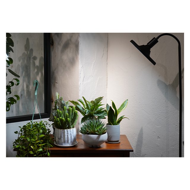 Superlative Quality Low Cost ROKI 50W Plant Grow IP54 Wide Irradiations Octagonal LED Product Light