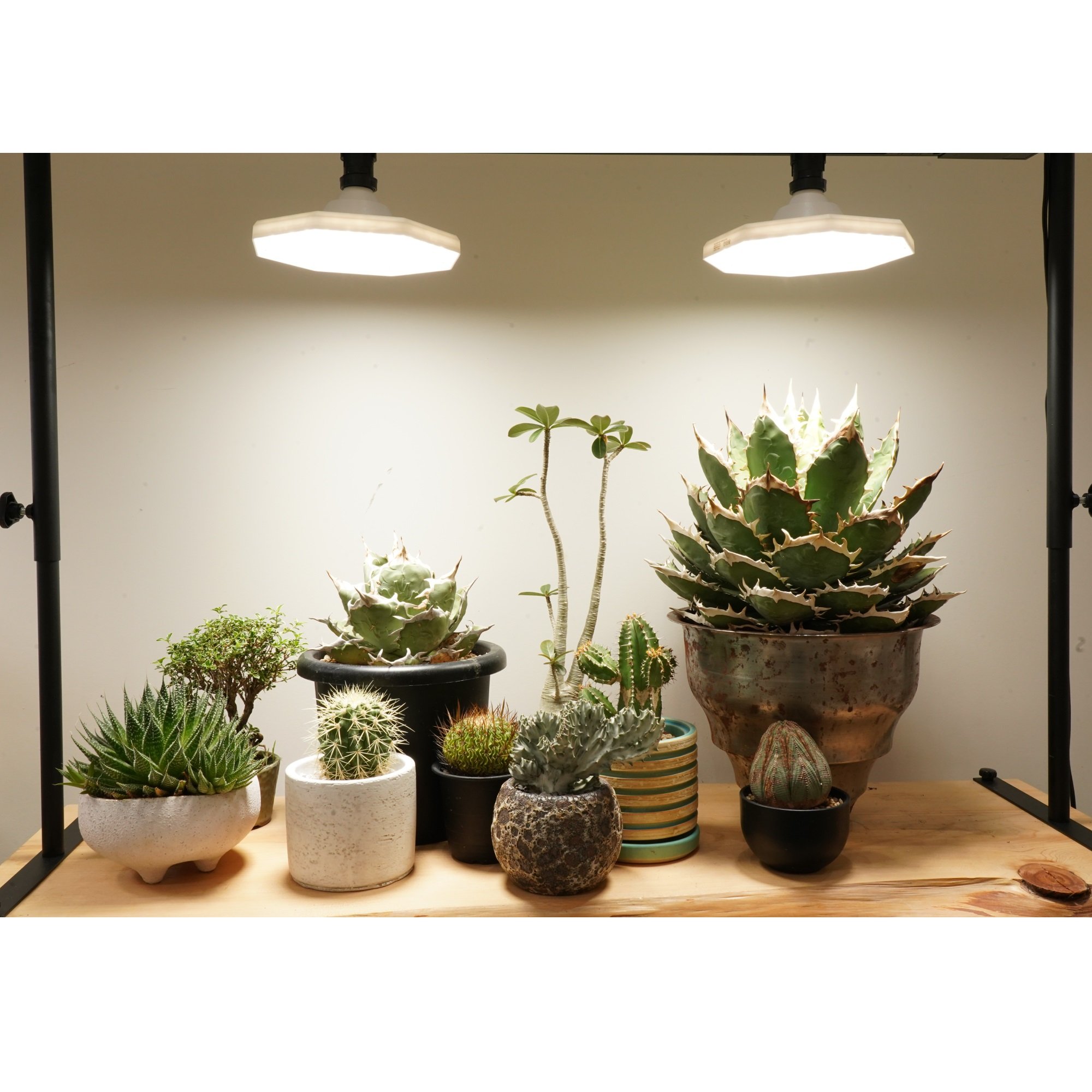 Wholesale Premium Quality ROKI 50W Plant Grow IP54 Wide Irradiations LED Light Octagonal
