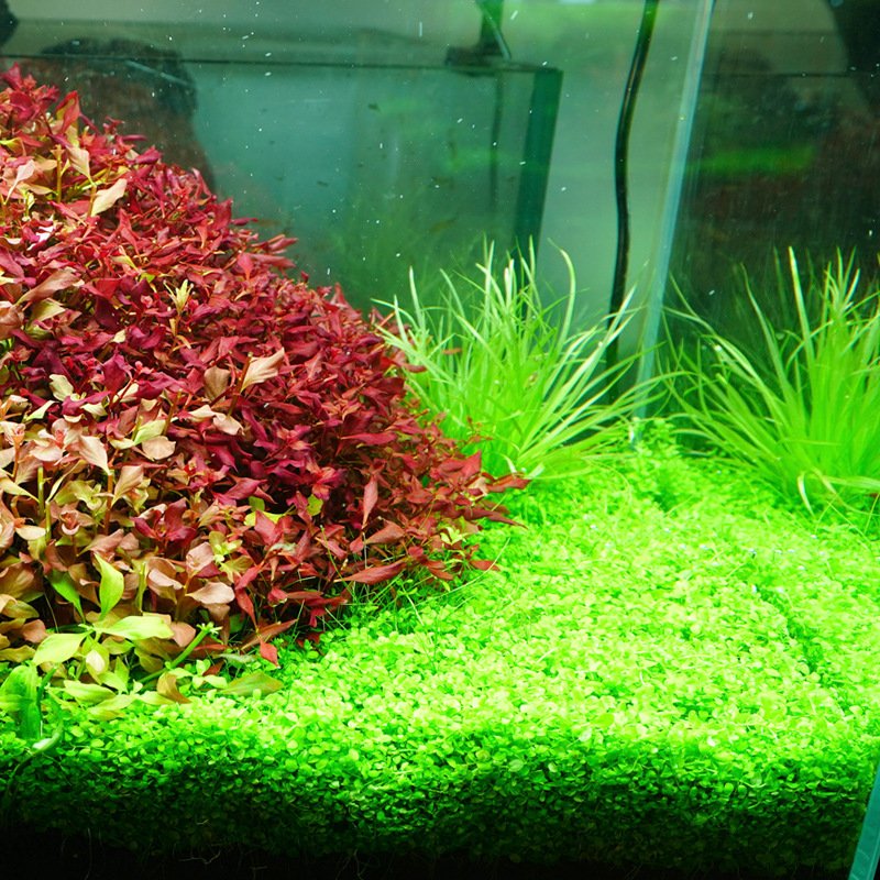 New Arriving And Design Bluetooth APP Control LED Aquarium Light Waterproof Level IP43 Aquatic Plants Aquarium Light