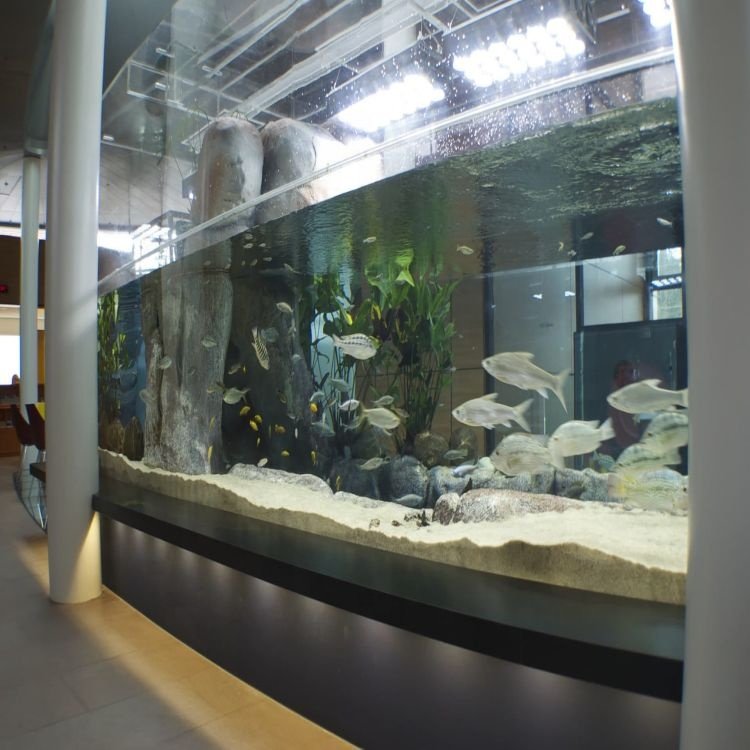 Customized Ultra Clear Acrylic Tank Aquarium Glass Fish Tank with Cylinder Semi Circle Shape