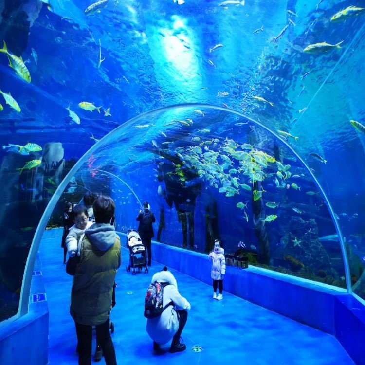 Zhejiang Acrylic Manufacturer Transparent Curve Acrylic Panels for Undersea Restaurant Public Aquarium