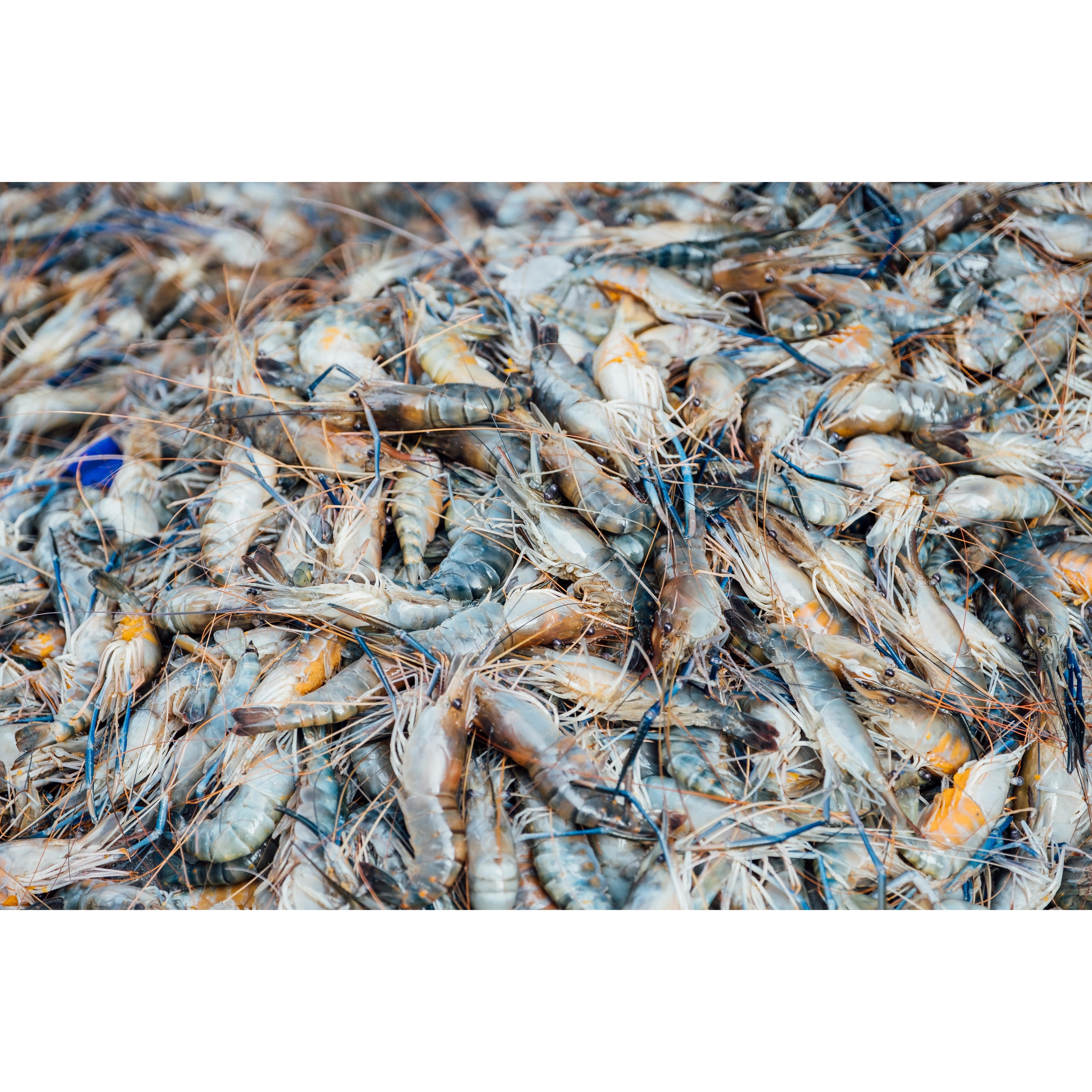 Highly Potence and Cost Effective Eco-Safe Probiotics for Fish and Shrimp - Enhance Aquaculture Growth best selling product