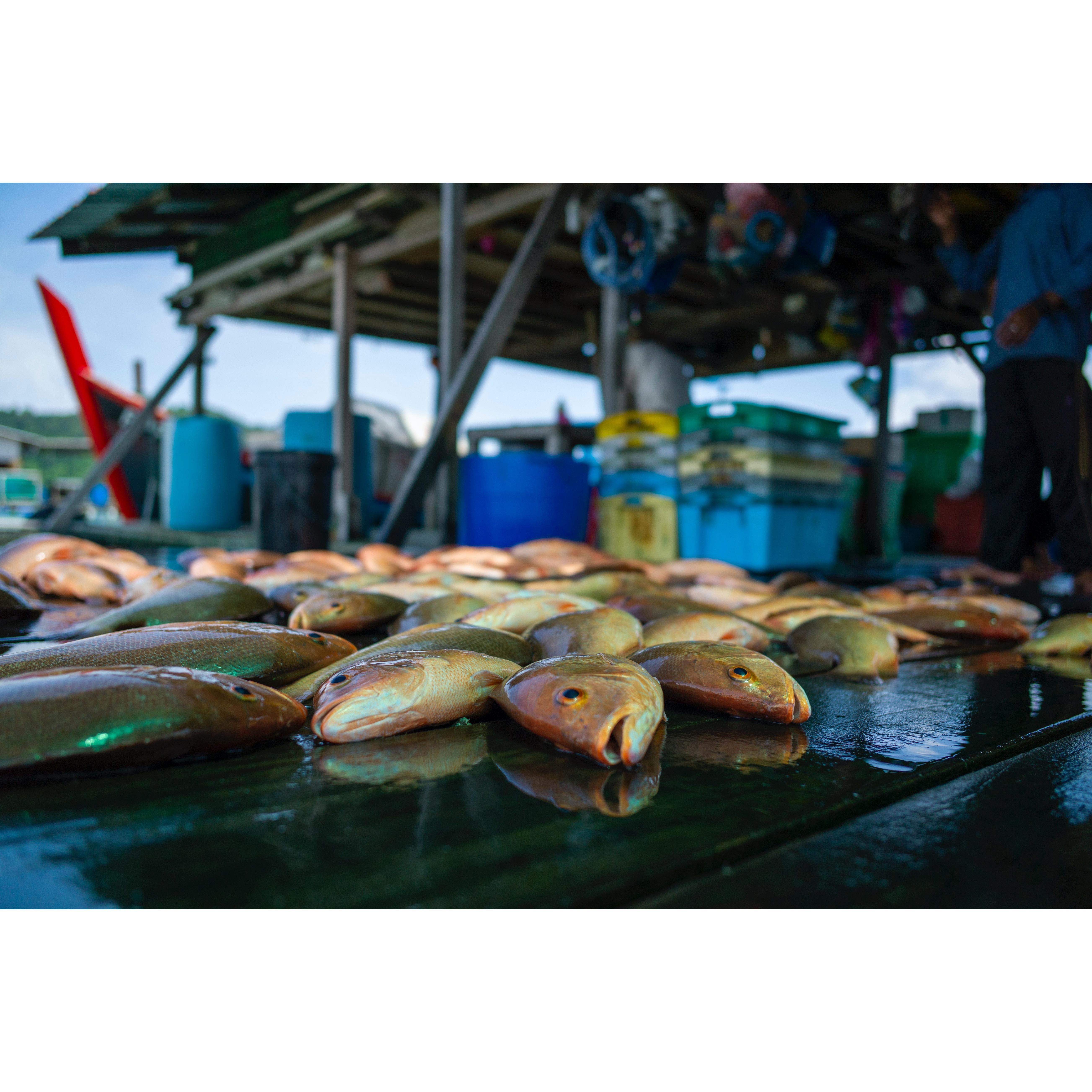 Highly Potence and Cost Effective Eco-Safe Probiotics for Fish and Shrimp - Enhance Aquaculture Growth best selling product