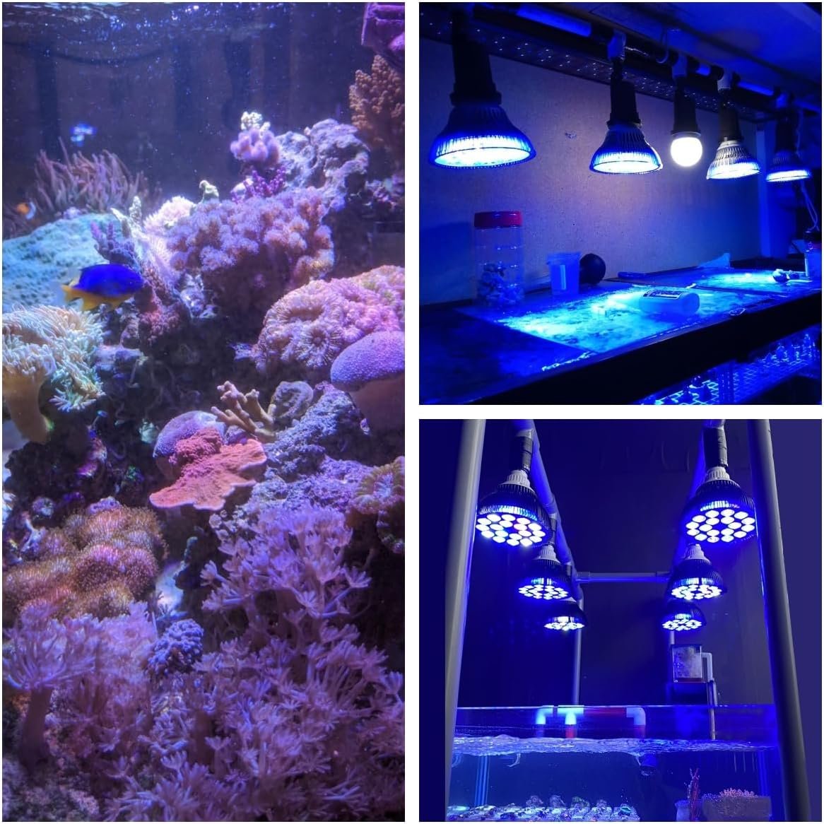 LED Aquarium Lights Bulb 18W Saltwater Fish Tank Light Full Spectrum Aquatic Plants Grow Lamp Refugium Light with UV Blue White