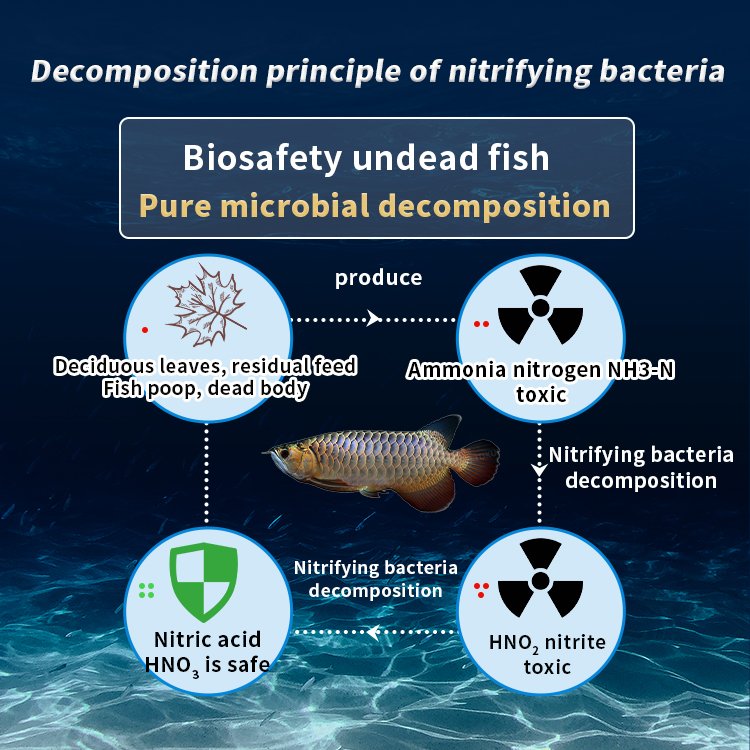 Bioqueen N1 Aquatic Autotrophic Nitrifying Bacteria Light Yellow Liquid 50ml Nitrifying Bacteria