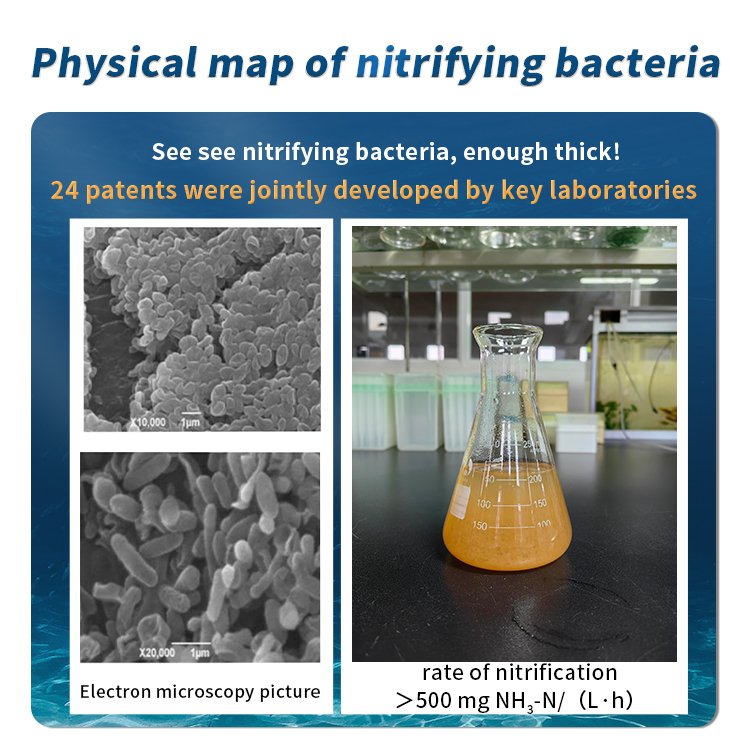 Bioqueen N1 Aquatic Autotrophic Nitrifying Bacteria Light Yellow Liquid 50ml Nitrifying Bacteria
