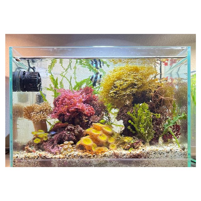 Top Quality Fine Rated SUSANOO 10W Waterproof 11000K 16000K CCT Light For Terrarium