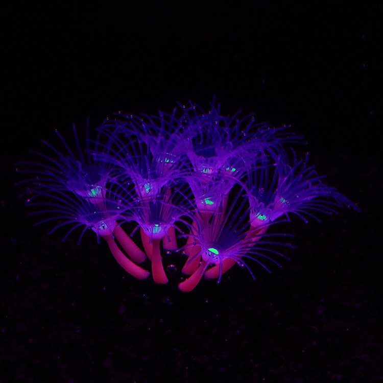Unique High-Luminous Multicolor Effect Silicone Sunflower Artificial Non-Plastic Aquarium Decorations Ceramic Fish Tank-Purple