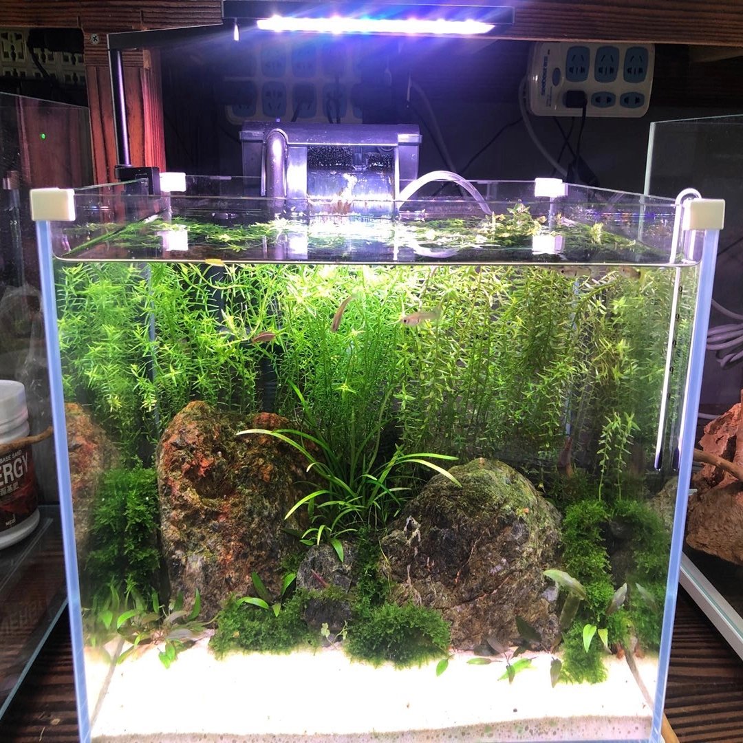 MicMol SOLO 20w Aquariums WRGB APP Control Lights For 20-40 cm Tank Led Light Aquascaping