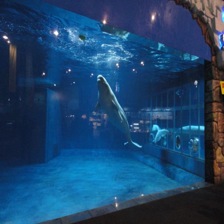Finely Crafted Elegant New Product Exclusive Custom Acrylic Aquarium Tank for Fish Shark Tunnel