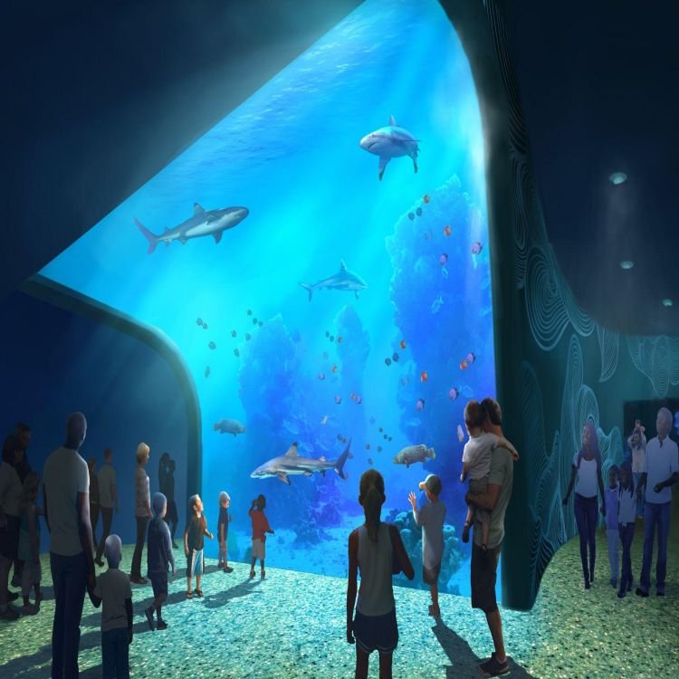 Finely Crafted Elegant New Product Exclusive Custom Acrylic Aquarium Tank for Fish Shark Tunnel