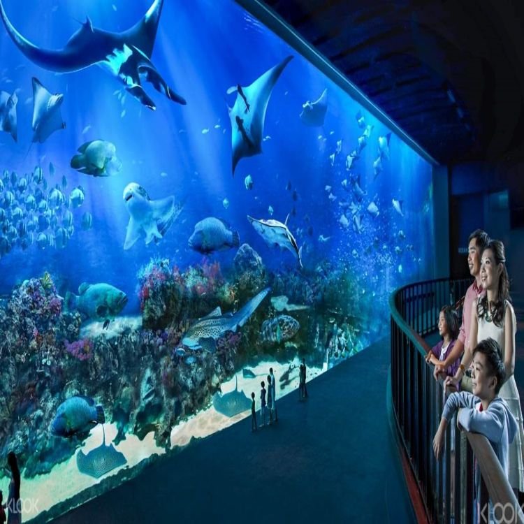 Finely Crafted Elegant New Product Exclusive Custom Acrylic Aquarium Tank for Fish Shark Tunnel