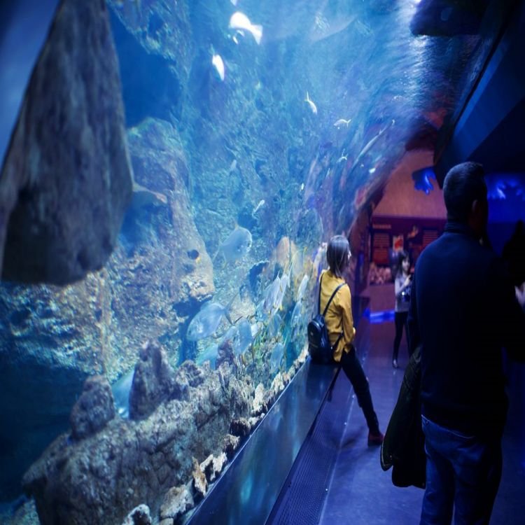 Finely Crafted Elegant New Product Exclusive Custom Acrylic Aquarium Tank for Fish Shark Tunnel