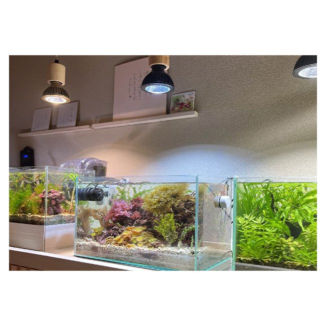 Reasonable Cost Best Quality SUSANOO 11000K 16000K Color Temperature 10W Waterproof Aquarium Lights