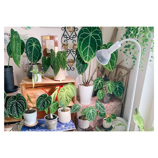 Top Seller Great Grades 20W Plant Cultivation Full Spectrum NEO TSUKUYOMI Professional Lighting