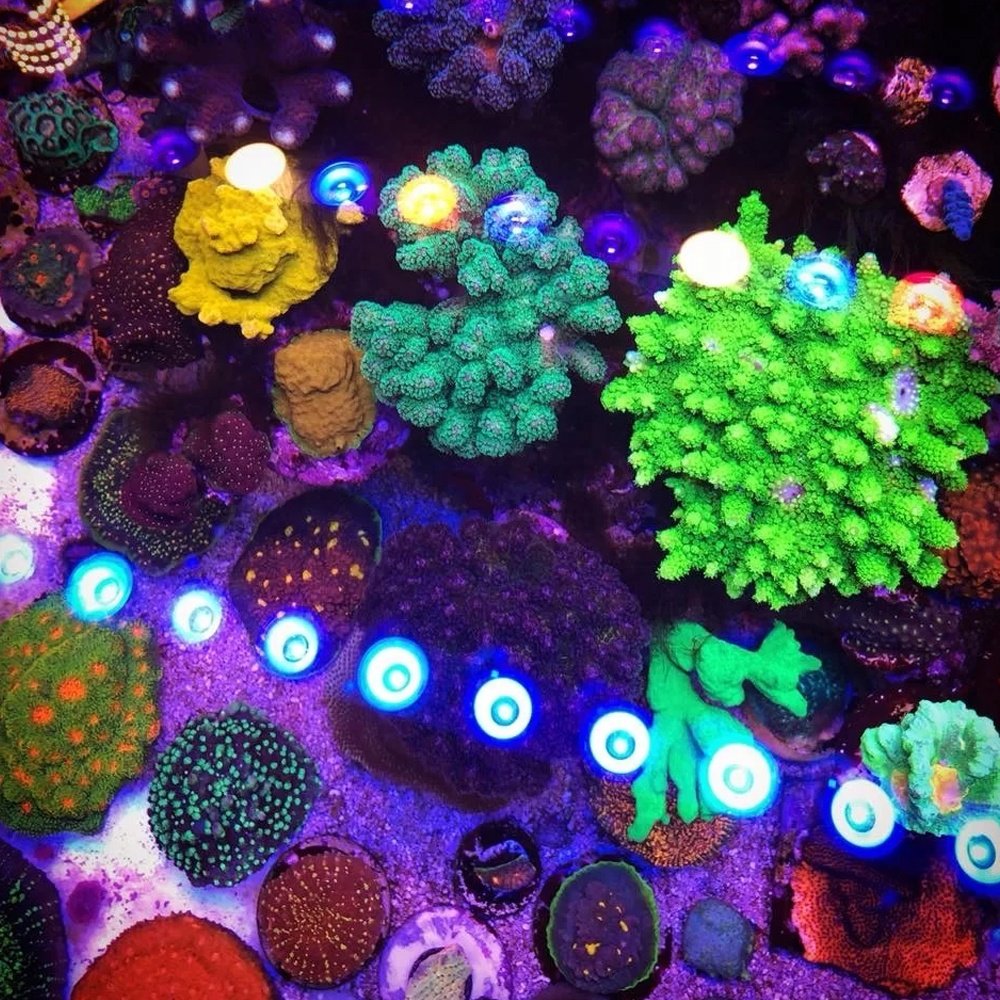 Low Price K7 Aquarium Light Aquarium Light 5 Ft Aquarium Light 90Cm Factory In China