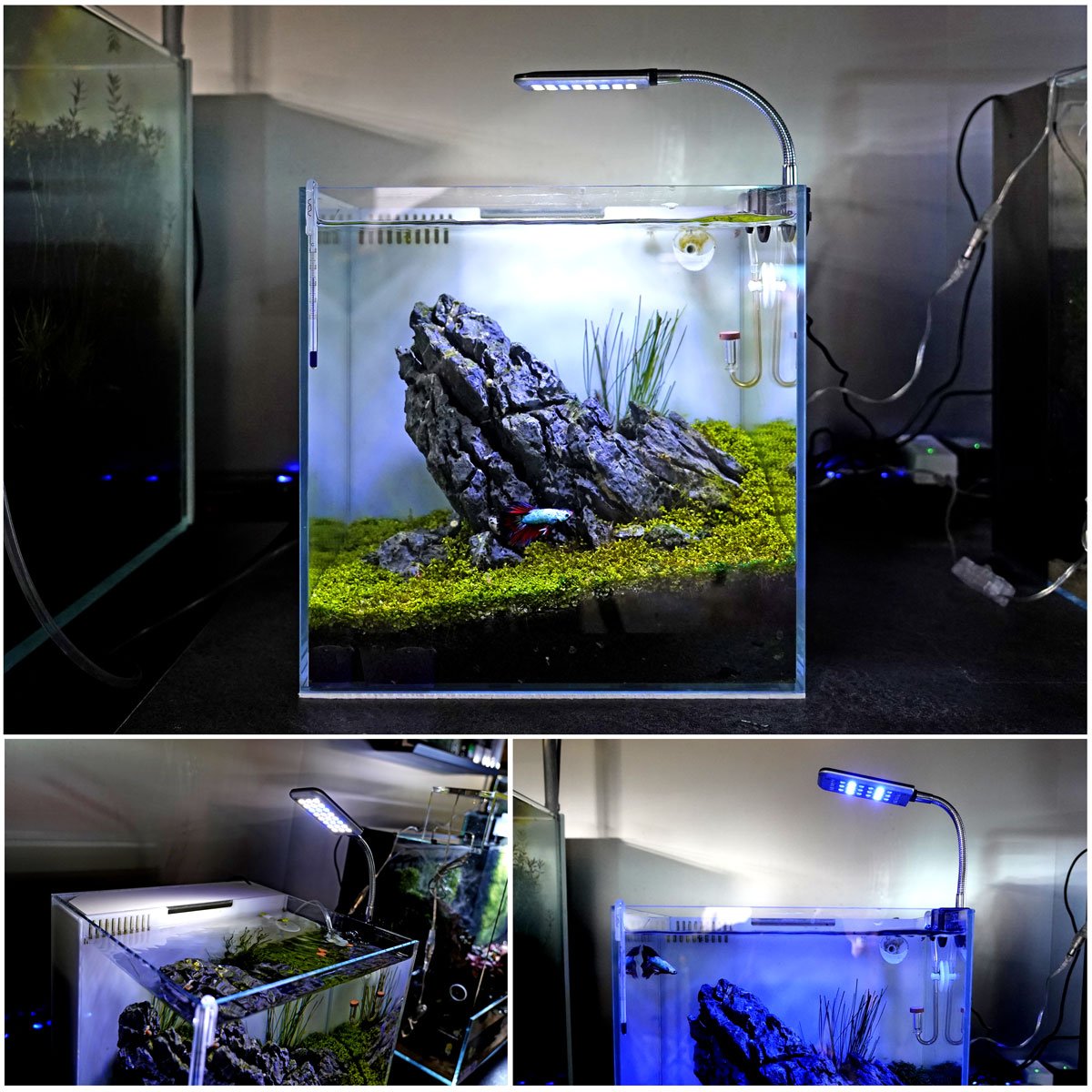Gako Aquatic 1.5W F5 Beads Aquarium LED Fish Tank Light, Super Mini Size White Blue Color Aquarium Clip Light for Mini Fish Tank